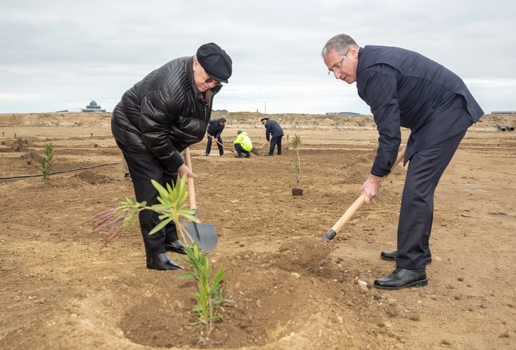 На территории Международного аэропорта Гейдар Алиев посадили 4000 деревьев - ФОТО