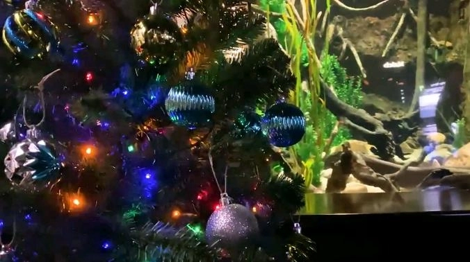 Рождественскую елку подключили к электрическому угрю - ВИДЕО