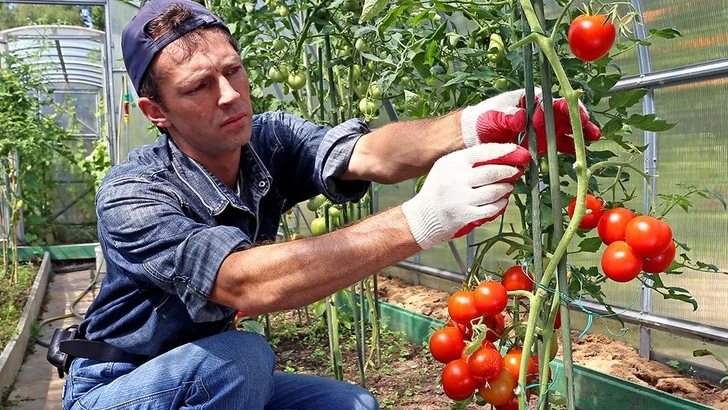 Ученые: помидоры могут кричать от боли и жажды
