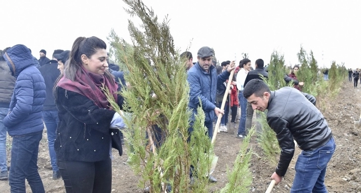 В ООН назвали «беспрецедентной» акцию по посадке деревьев в Азербайджане