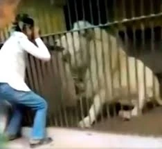 Очевидцы сняли, как лев терзает смотрителя зоопарка, которому никто не помог – ВИДЕО
