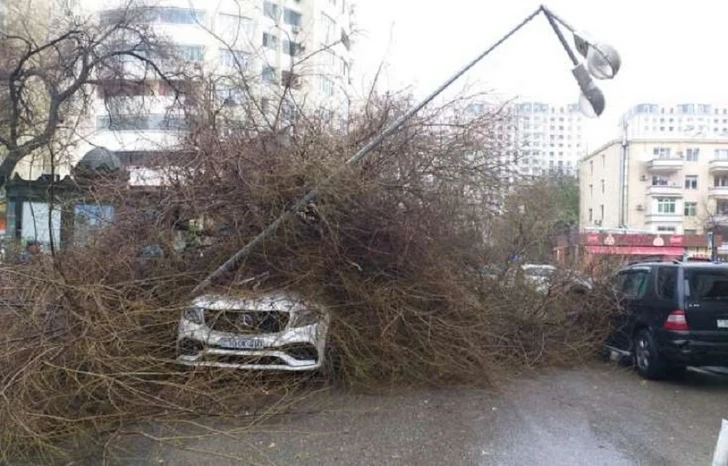 В Баку дерево упало на машину, владелец которой готовился к свадьбе - ВИДЕО