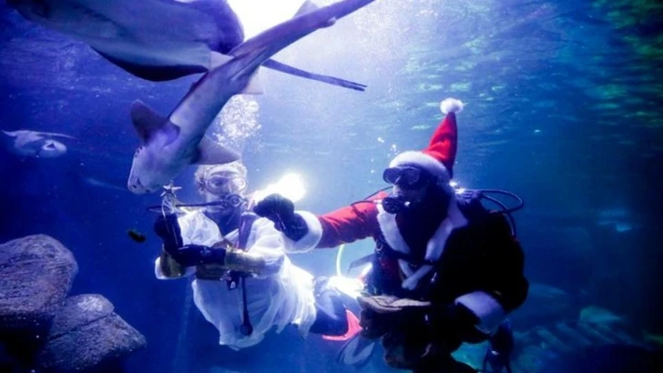 Санта-Клаус устроил заплыв с рыбами в берлинском аквариуме