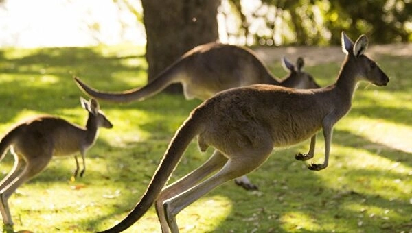 Разгуливает психопат: в Австралии обезглавили и выпотрошили 40 кенгуру