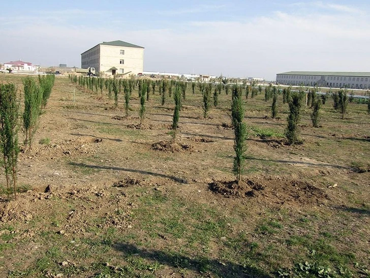 Военнослужащие Азербайджана в этом месяце посадят свыше 200 тысяч деревьев