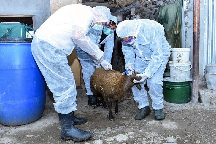 В феврале фермеры Азербайджана получат ветеринарную клинику