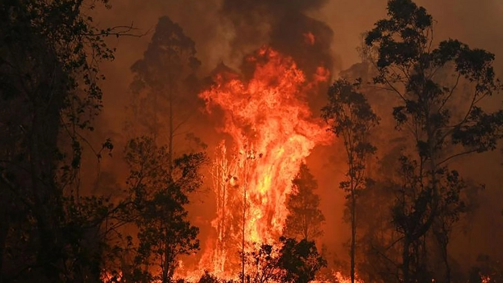 Горящее дерево упало прямо перед пожарной машиной в Австралии -ВИДЕО