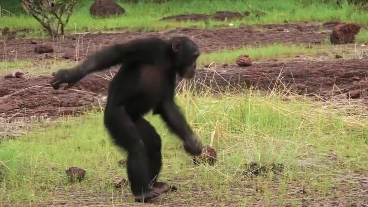 Шимпанзе могли научить людей танцевать