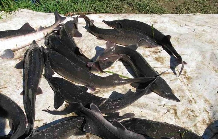 Продлен мораторий на промышленный вылов осетровых рыб в Каспийском море