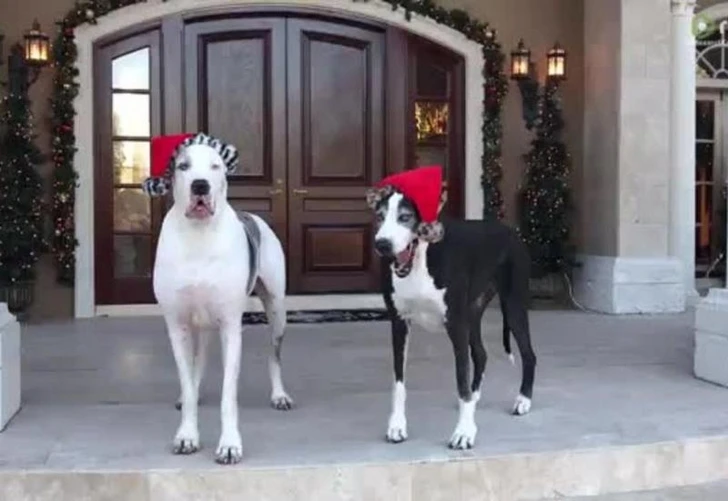 Собаки помогли друг другу снять рождественские колпаки и покорили Сеть – ВИДЕО