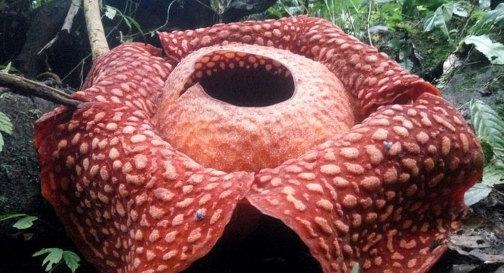 Распустившийся рекорд: ботаники сообщили о самом большом цветке планеты - ФОТО