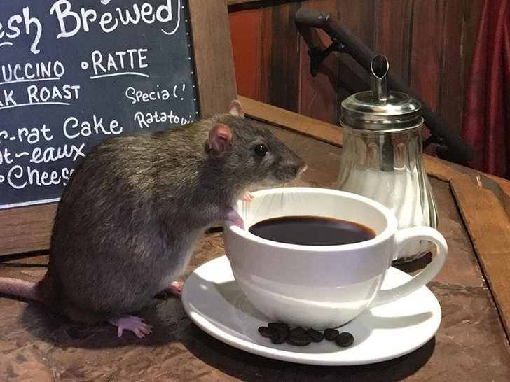 Ученые доказали эффективность кофеина в похудении на пьющих чай крысах