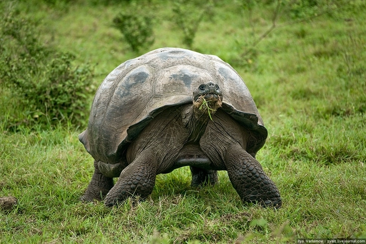 Столетнюю черепаху, помогшую сохранить свой вид, вернут в дикую природу