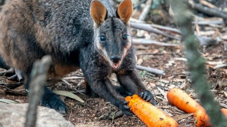 В Австралии власти сбросили с воздуха тысячи килограммов моркови для пострадавших животных – ФОТО/ВИДЕО