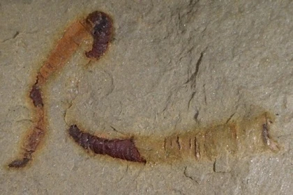 Обнаружен самый древний в истории орган
