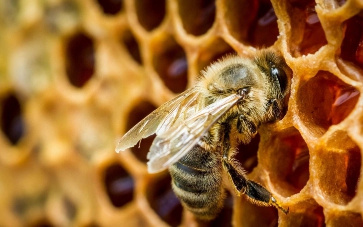 Житель Огуза разработал новый метод защиты пчел от холода - ВИДЕО