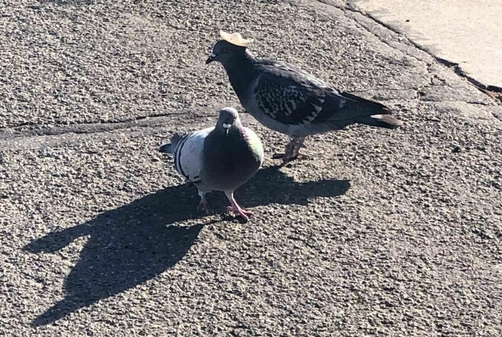 В Неваде заметили голубя в маленьком сомбреро. Ранее там гуляли голуби в ковбойских шляпах - ФОТО
