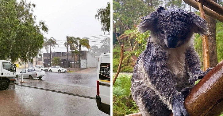 Новая напасть для коал: дожди разозлили аллигаторов в Австралии - ВИДЕО