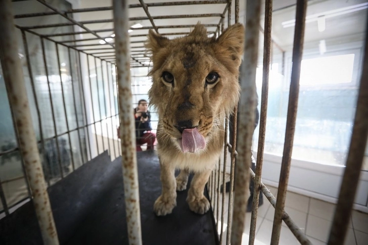 Житель Судана опубликовал фото голодающих львов. В соцсетях началась кампания по спасению животных - ФОТО