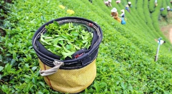 Азербайджан увеличил экспорт чая в Грузию