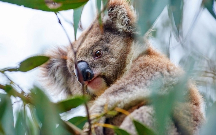 Ученые предсказали коалам полное вымирание из-за пожаров – ВИДЕО