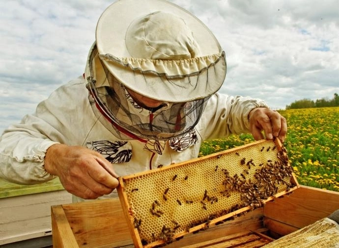 В Баку пройдет VI Азербайджанская международная пчеловодческая конференция - ФОТО