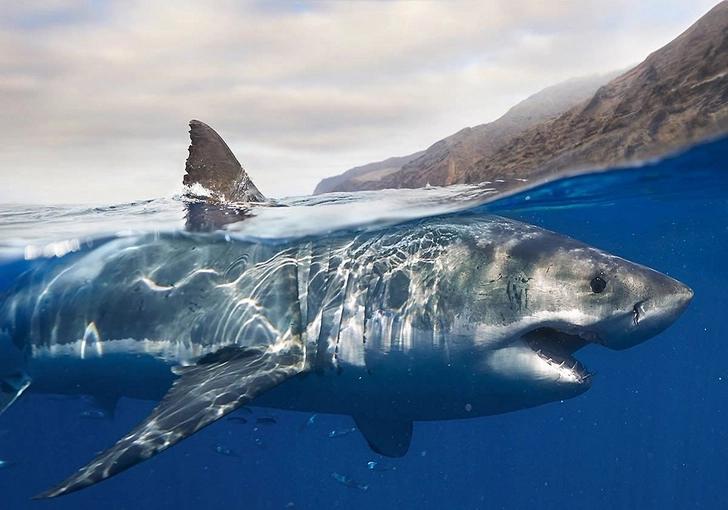 В Австралии обнаружили огромную акулу, плавающую в реке – ВИДЕО