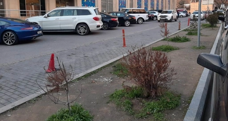 Названы лучшие и худшие «зеленые» районы Баку - ФОТО