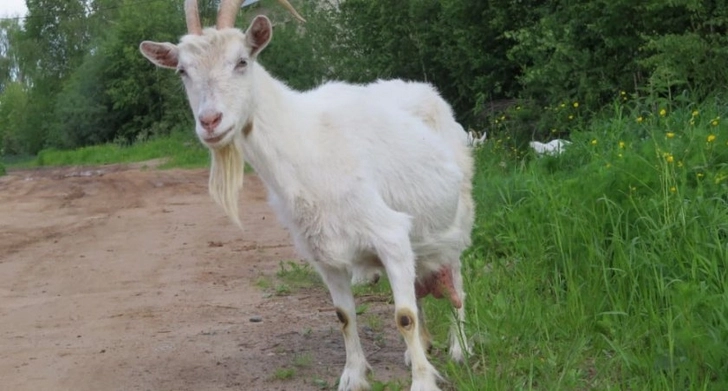 В Хызы у пастуха насильно увели 40 коз