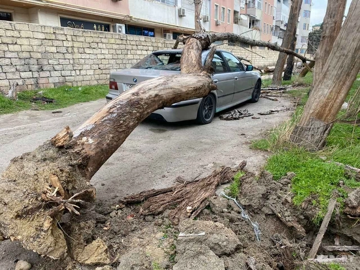 Во дворе бакинской больницы на автомобиль упало дерево - ФОТО/ВИДЕО