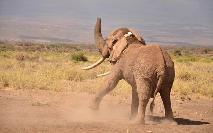 В Кении от старости умер знаменитый слон Тим - один из последних в мире слонов с большими бивнями - ФОТО