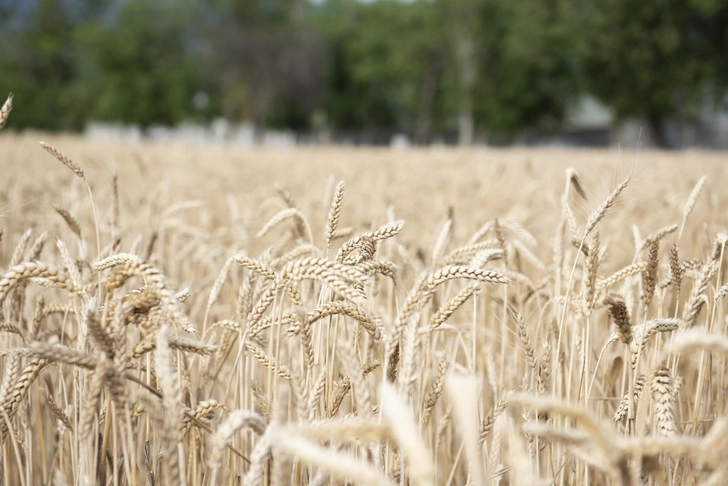 Минсельхоз: В Азербайджане не ожидается дефицита зерна