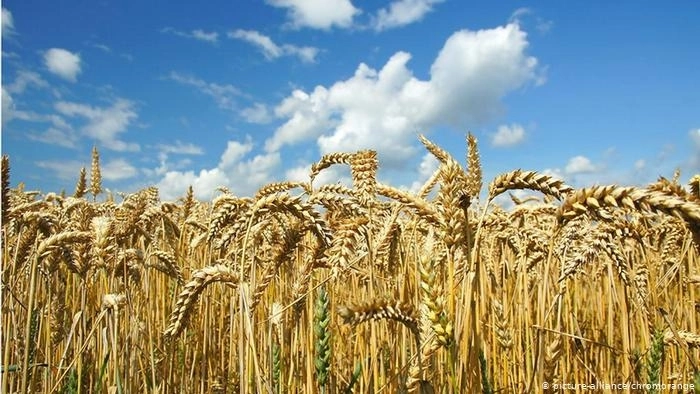 В Азербайджане сократился импорт пшеницы