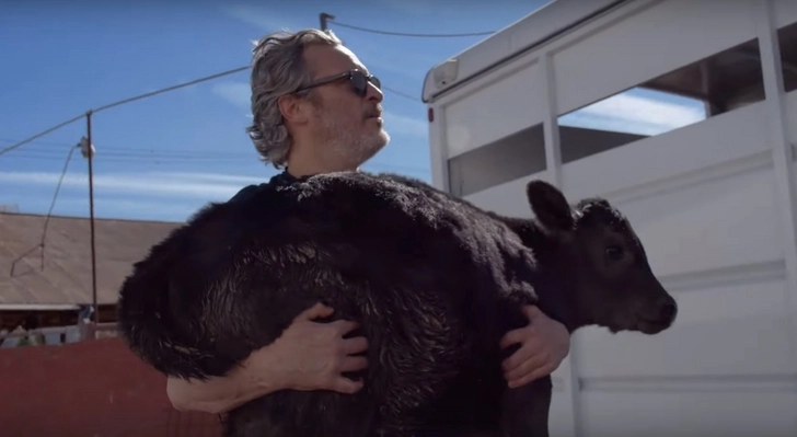 Хоакин Феникс спас со скотобойни корову с теленком – ВИДЕО