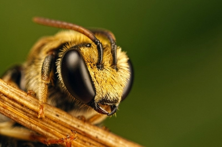 В Калифорнии целую улицу закрыли из-за атаки 40 тыс. пчел-убийц - ФОТО