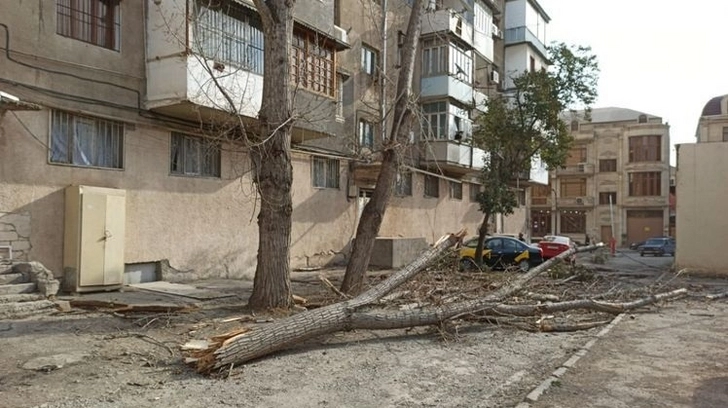В Хачмазе ветер снес кровлю крыши жилого дома и повалил деревья