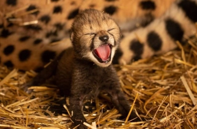 Научный прорыв: детеныши гепарда родились с помощью ЭКО – ВИДЕО