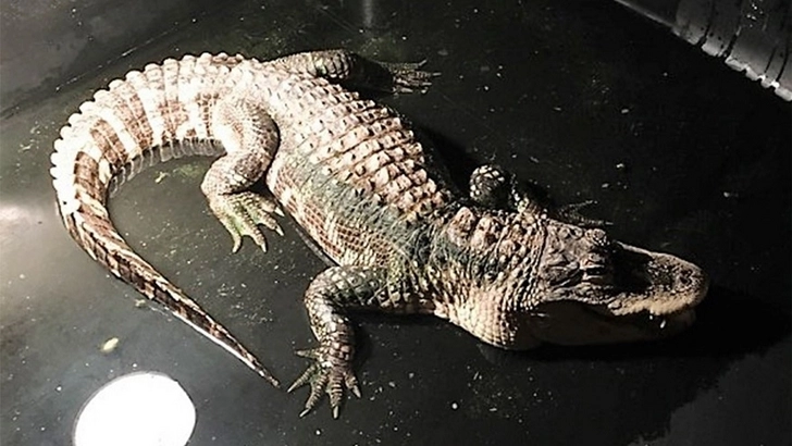 В США аллигатор прожил в ванне жилого дома 25 лет