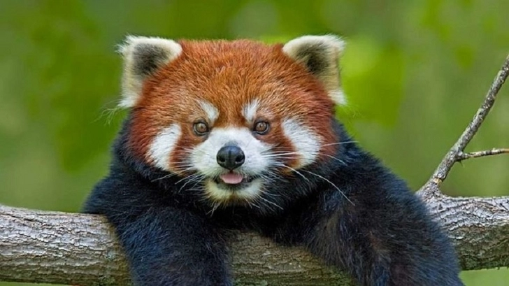 Ученые открыли новый вид красных панд - ВИДЕО