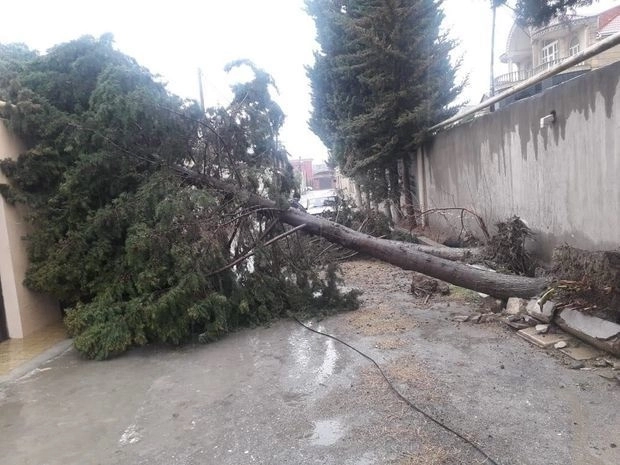 Сильный ветер повалил в Баку более 10 деревьев - ФОТО