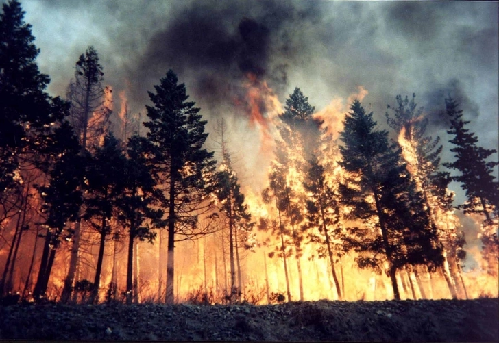 В Огузе потушили лесной пожар - ОБНОВЛЕНО