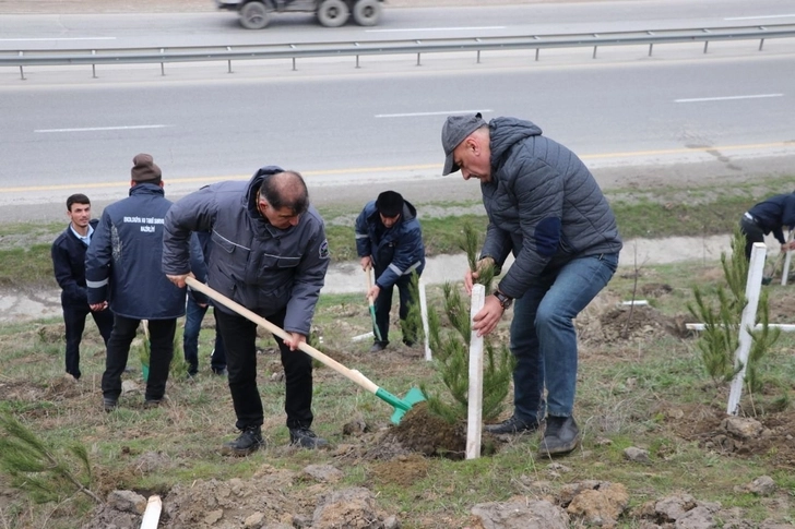 В районах Азербайджана продолжаются весенние акции по посадке деревьев – ФОТО