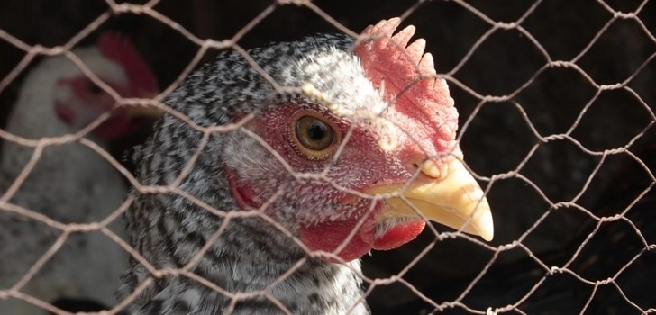 Азербайджан снял запрет на импорт птицеводческой продукции из ряда регионов Украины