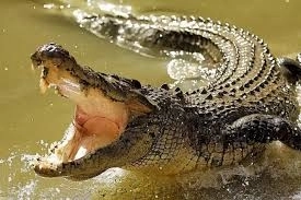 Крокодил съел нарушившего карантин жителя Руанды