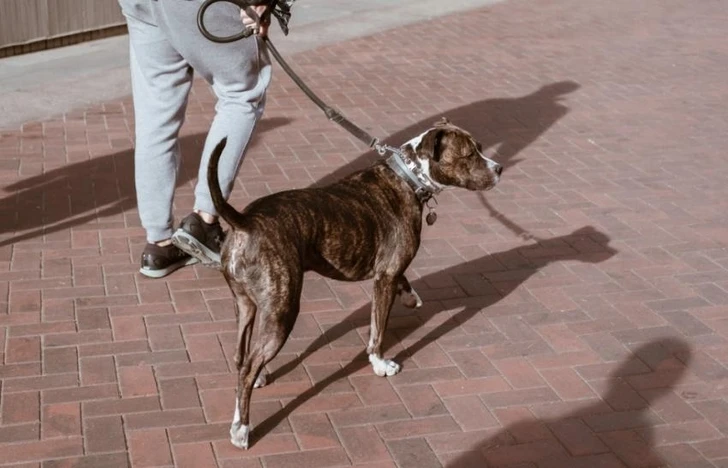 В Испании проверят случаи «усыновления» собак с целью нарушения карантина ради прогулок