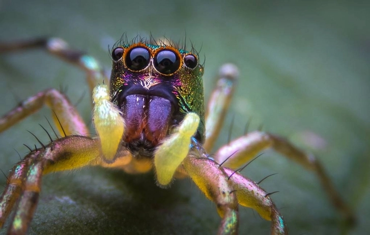 В Австралии открыли семь новых видов пауков-павлинов - ФОТО/ВИДЕО