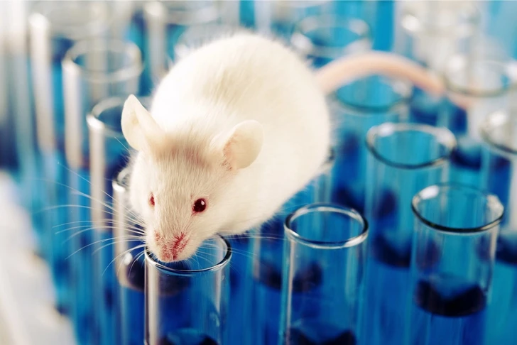 Нейробиологи научились определять разные эмоции на мордах мышей