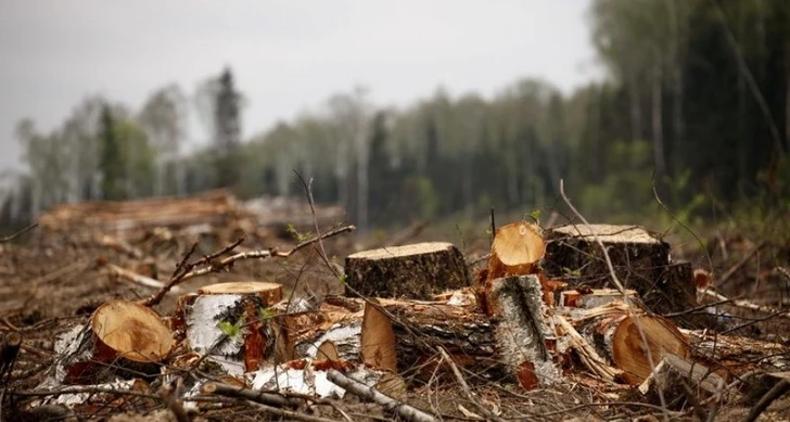 Житель Хачмаза будет наказан за незаконную вырубку деревьев