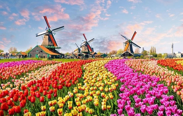 В Нидерландах уничтожили 140 миллионов тюльпанов из-за коронавируса
