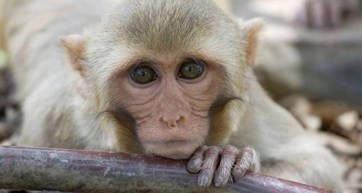 В Китае вакцину от COVİD-19 испытали на обезьянах